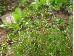 Тимьян овощной Тибул, 6 шт