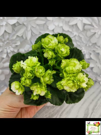 Irish Flirt (S.Sorano) (Айриш Флирт) 11/07/91