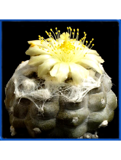 Copiapoa