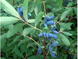 Морена (жимолость), 1год, ЗКС