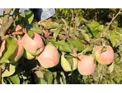 Кандиль Никитина(яблоня)