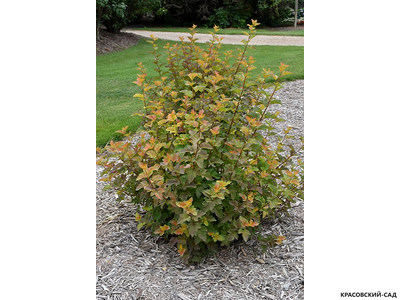 Пузыреплодник калинолистный Эмбер Джубиле - Amber Jubilee