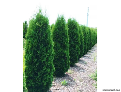 Туя Малониана