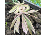 Cacalia Aka