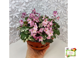 Mac's 1306-2 (G.McDonald) трейлер