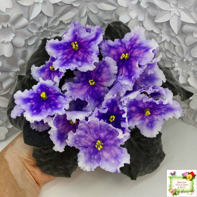 Dn-Огни Бродвея (Д. Денисенко) 2020 г.