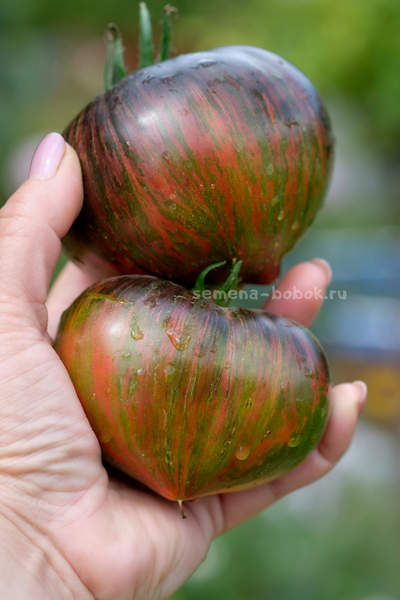 Томат Триумф Софии, 10 шт