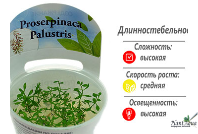 Proserpinaca palustris