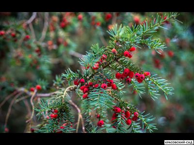 Тис Ягодный - Baccata