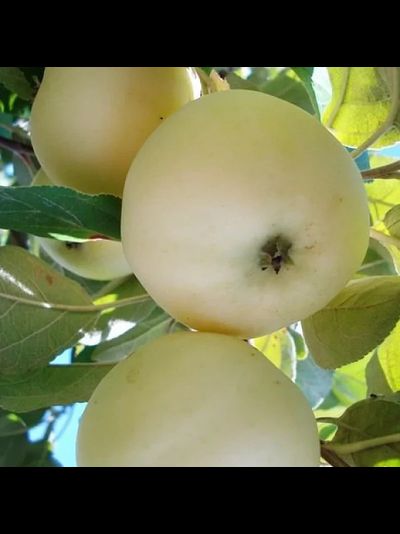 Папировка крупноплодная (яблоня)