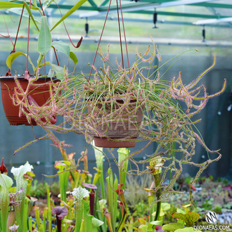 Drosera Binata Multifida Extrema