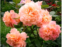 Августа Луиза  (Augusta Luise)   ЧГ. Tantau