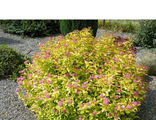 Голдмаунд спирея японская (Spiraea japonica Goldmound)(10-15/P-9л)