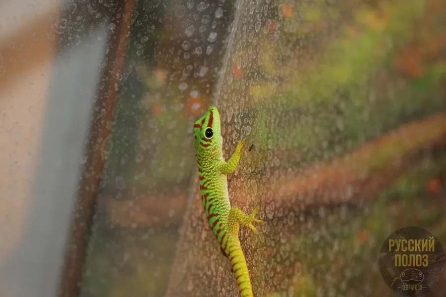Мадагаскарский дневной геккон, Фельзума Мадагаскарская, Phelsuma madagascariensis