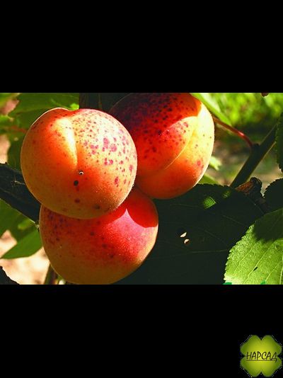 ПАМЯТИ САЛАМАТОВА (компактный и вкусный)