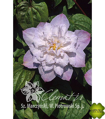 Клематис 'Veronica's Choice' (Вероникас Чойс) (2 группа)