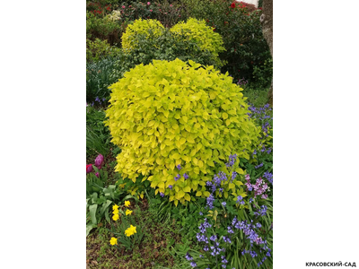 Чубушник венечный Aureus