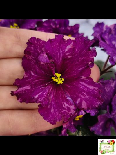 РМ-Финикийская Принцесса (Н. Скорнякова) 2023 г.