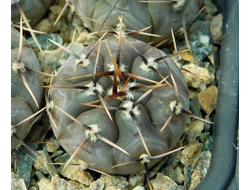 Gymnocalycium bruchii v. niveum VG 536