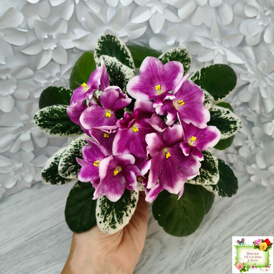 KZ-Источник Вдохновения (И. Заикина) 2023 г. (стартер сорт)