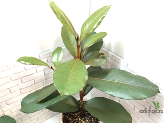 Ficus Velutina / Фикус Велюр