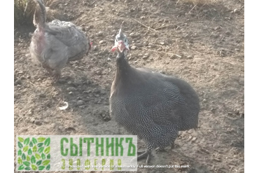 Свободный выгул цесарок на ферме