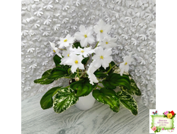 LV-Сбежавшая Невеста (Л. Шевелева) 2025 г. трейлер (клакамас пестролистный)