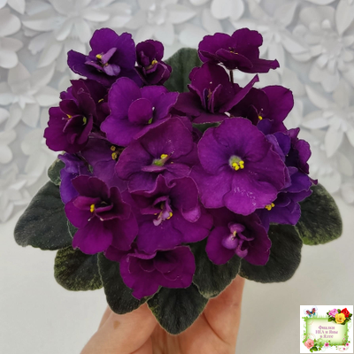 Jolly Prince (H.Pittman), #10462 (11/21/2011), DAVS 1731, TX Hyb