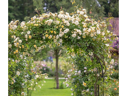 Малверн Хиллс (Malvern Hills) англ плет