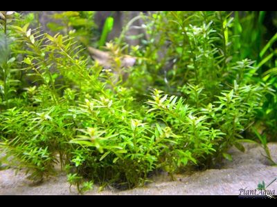 Ротала Ваянд (горшок)