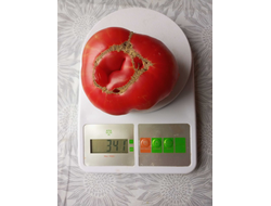 Томат София Бордо (Sofia Bordo)