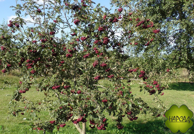 РЯБИНА "ТИТАН" (КРАСИВА И НЕПРИХОТЛИВА) саженец 190-200 см