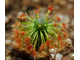 Геммы Drosera Sargentii