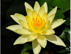 Нимфея Луангбангпра