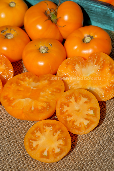 Томат  New Moon (Новолуние), 10 шт