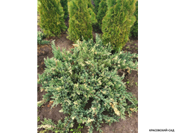 Можжевельник даурский Экспанса Вариегата - Expansa Variegata