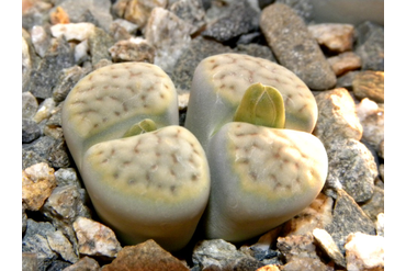 Lithops schwantesii ssp. schwantesii v. urikosensis
