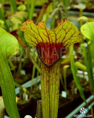 Sarracenia Lion's mouth