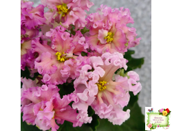 ЕК-Линжери (Е. Коршунова) 2021 г.