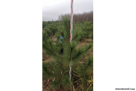 Сосна крымская Черная (Pinus nigra) – фотография днем с линейкой - красовский-сад.рф