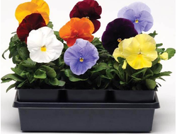 МАТРИКС КРУПНОЦВЕТКОВАЯ МИКС 6 ШТ