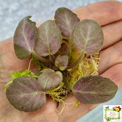 ОЗ-Viola-Tesoro (О. Завадська) листовая химера