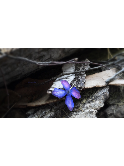 Летняя заколка-невидимка &quot;Волшебная бабочка Гелиотроп&quot; из расписанного вручную шёлка