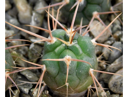 Gymnocalycium guanchinense VG-231 (D=10-12mm)