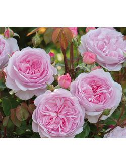 Роза Миранда Miranda