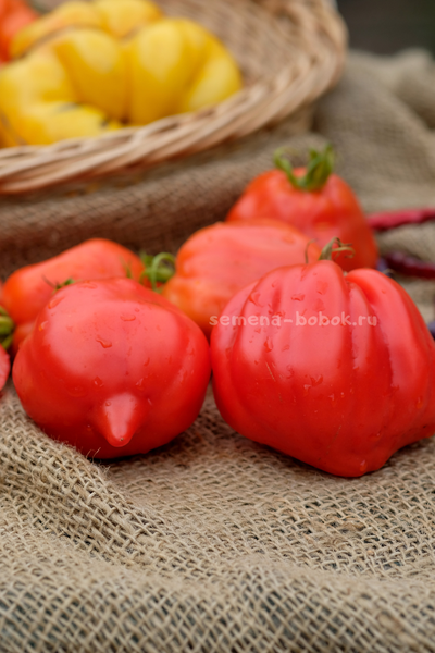 Томат Скифея (Скифская Фея), 10 шт