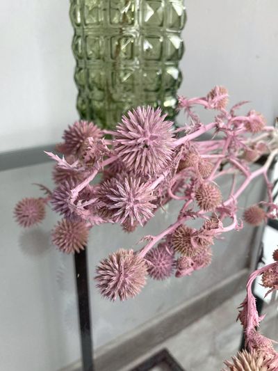 Мордовник нежно-розовый