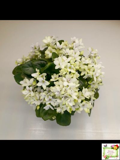 Broadway Star Trail (Селекционер неизвестен) трейлер