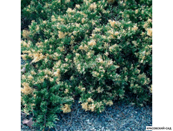 Можжевельник Экспанза Варигата - Expansa Variegata