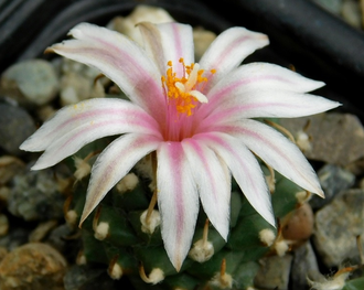 Turbinicarpus panarottoi - 5 семян